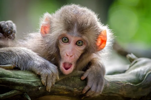 “The Mind is Like a Chattering Monkey” – What Can You Do About This?